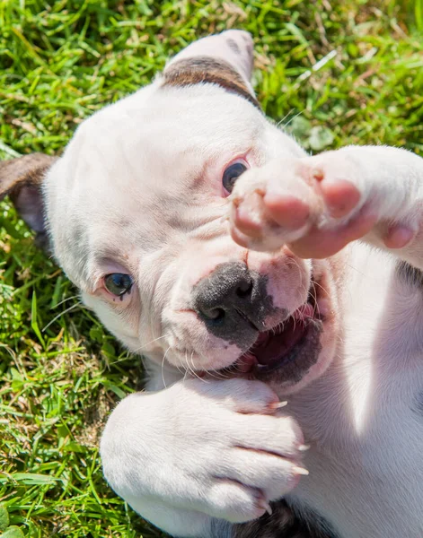 アメリカのブルドッグ子犬犬オン緑の草 — ストック写真