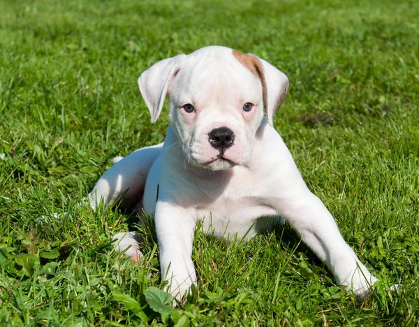 Beyaz Amerikan Bulldog köpek yavrusu doğada — Stok fotoğraf
