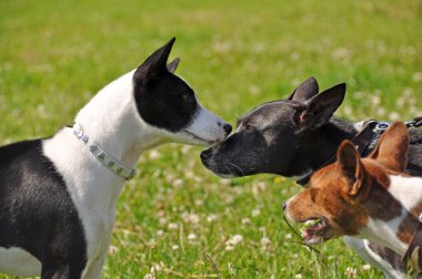 Üç kırmızı Basenji köpeği burun buruna geliyor.