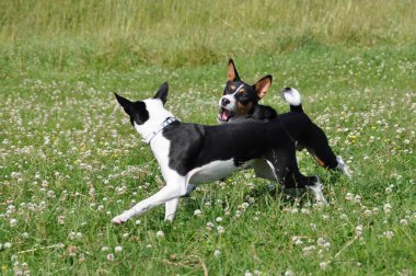 Parktaki çimlerde oynayan Basenji köpekleri