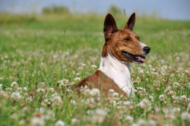 Çiçeklerle dolu bir tarlada Basenji köpeğini getir.