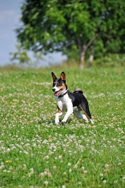 Üç renkli Basenji köpeği yeşil çimlerin üzerinde koşuyor. — Stok fotoğraf