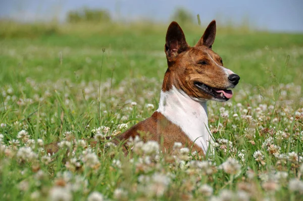 Brindle Basenji dog in a field with flowers — Stock Photo, Image