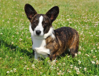 Galli Cardigan Corgi köpeği çimlerin üzerinde