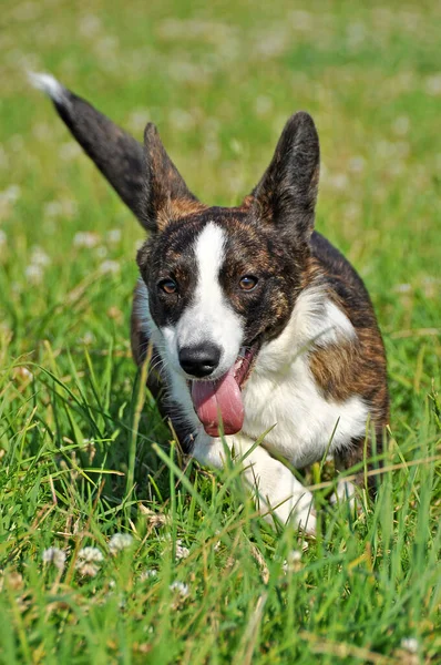 Galés Cardigan Corgi perro en la hierba —  Fotos de Stock