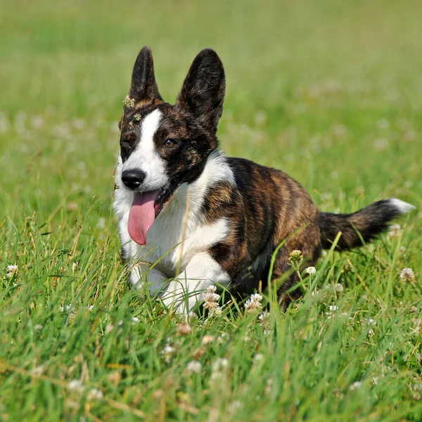 Walesiska Cardigan Corgi hund på gräset — Stockfoto