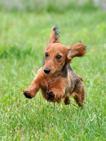 Yeşil çimenlerde koşan dachshund köpeği. — Stok fotoğraf