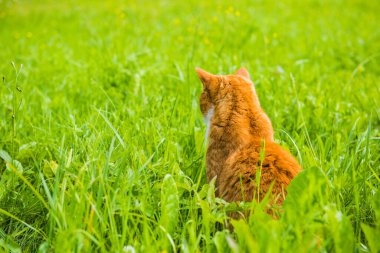Sırtı çimlere dönük oturan kırmızı kedi.
