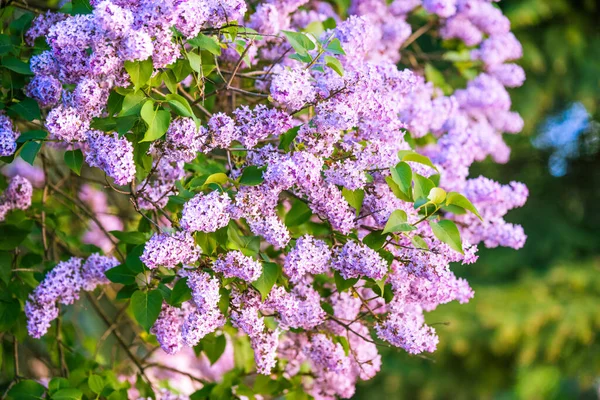 Tak van paarse lila bloemen met de bladeren — Stockfoto