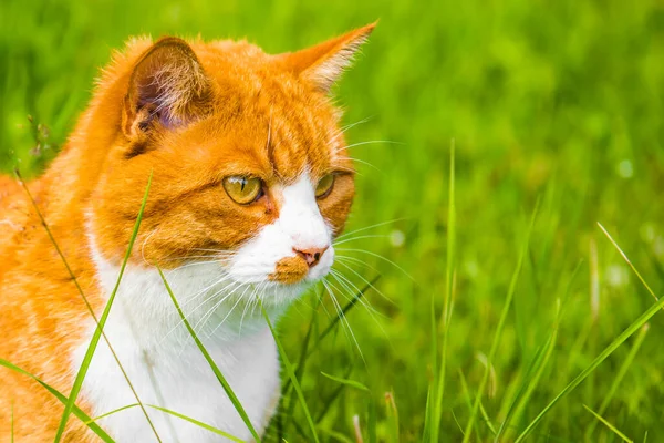 Rote Katze sitzt im grünen Gras aus nächster Nähe — Stockfoto