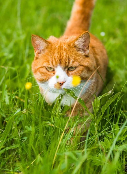 Kırmızı kedi yeşil çimenlerde oturuyor. Yakından. — Stok fotoğraf
