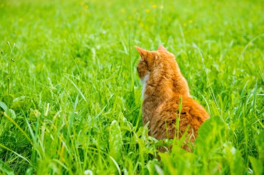 Sırtı çimlere dönük oturan kırmızı kedi.