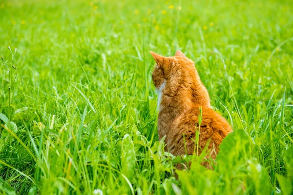 Rode kat zit met zijn rug naar het gras gedraaid — Stockfoto