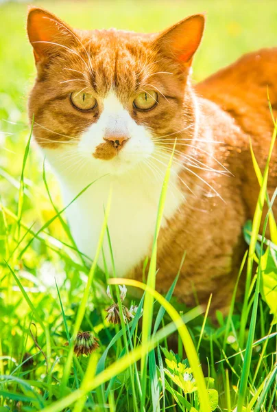 Kırmızı kedi yeşil çimenlerde oturuyor. Yakından. — Stok fotoğraf