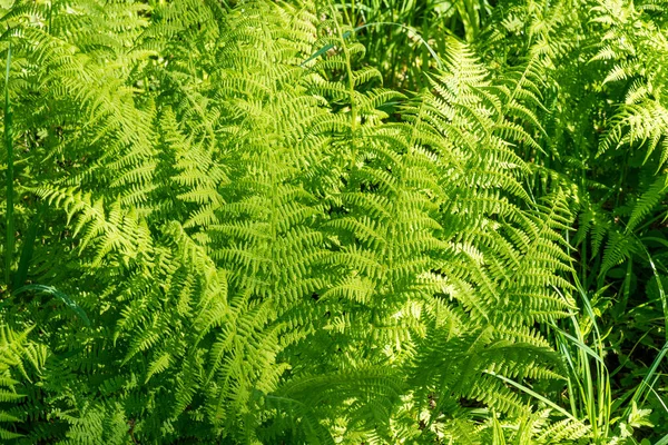 Natural fern leaf cover closeup photo.