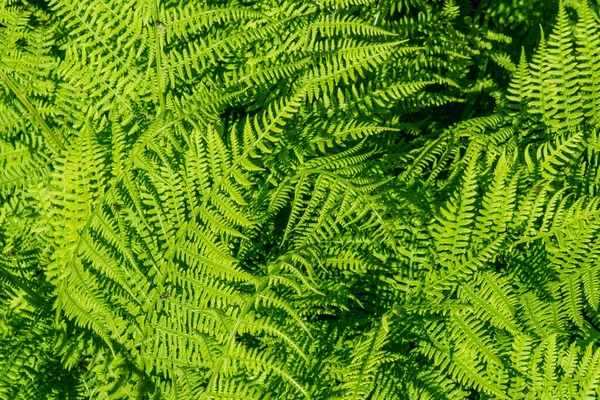 Natural fern leaf cover closeup photo.