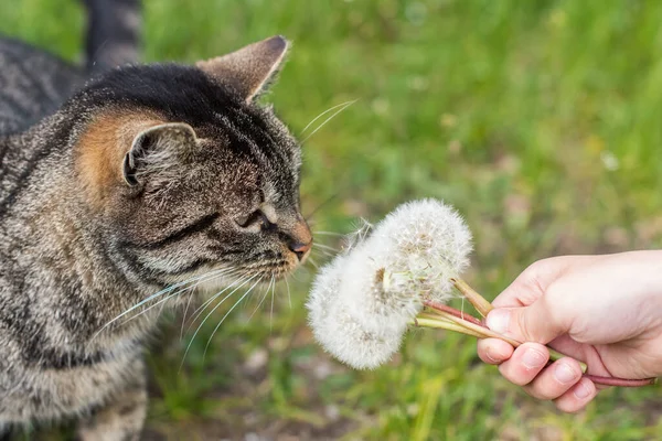 Тэбби кот нюхает одуванчики на природе на открытом воздухе — стоковое фото