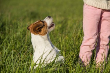 Jack Russell Köpek yeşil çimlerin üzerinde oturmuş gülümsüyor.