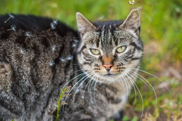 Gato cubierto de semillas en un campo de dientes de león — Foto de Stock