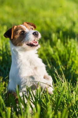Jack Russell Köpek yeşil çimlerin üzerinde oturmuş gülümsüyor..