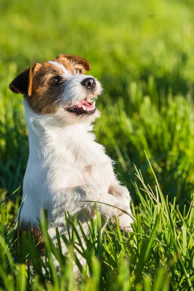Jack Russell Dog Senta Grama Verde Sorrindo — Fotografia de Stock