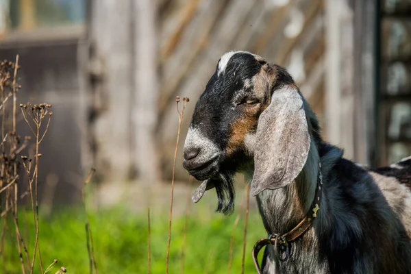 South African Boer Goat Goatling Doeling Portrait Nature Outdoor — Stock Photo, Image