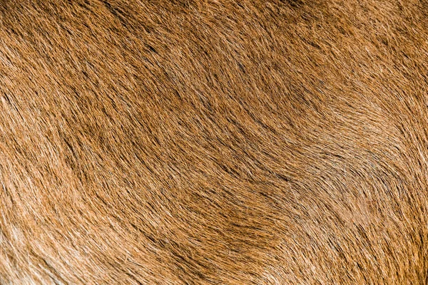 Capra marrone pelliccia fondo pelle naturale texture — Foto Stock