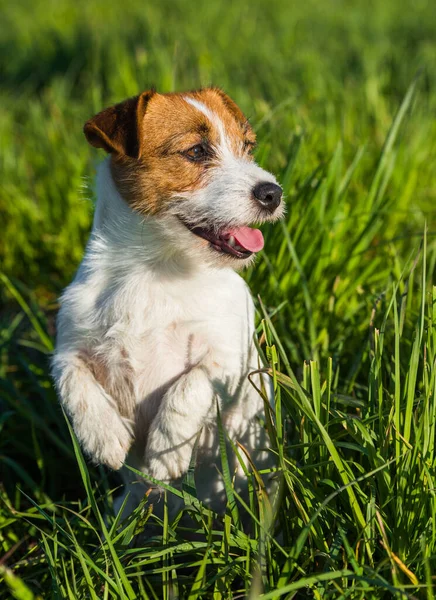 Liten inhemska grå ankunge sitter i grönt gräs — Stockfoto