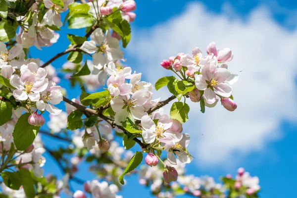 Flores Manzana Luz Del Sol Primer Plano — Foto de Stock