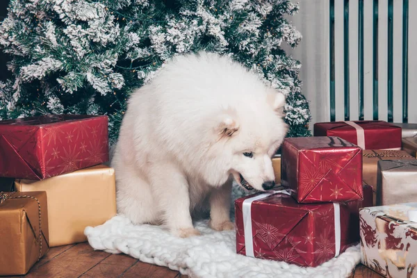 Cão branco Samoyed com caixas de presente no Ano Novo — Fotografia de Stock