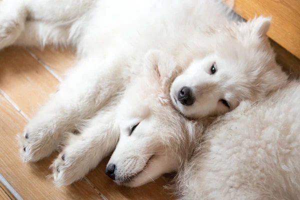 Dois cachorros samoados deitados no chão — Fotografia de Stock