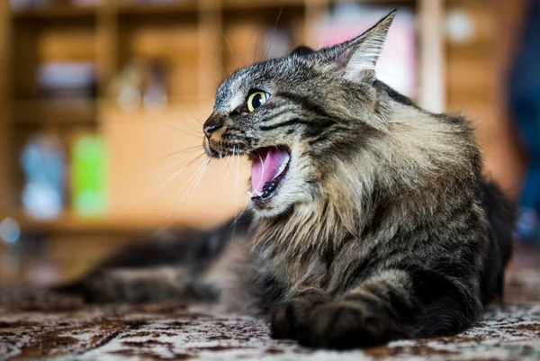 Yawning Cat på golvet. Arg katt — Stockfoto