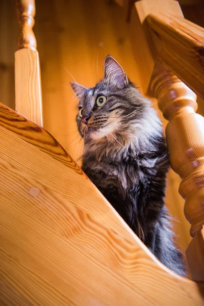 長い髪ノルウェー猫木製の階段に座って — ストック写真