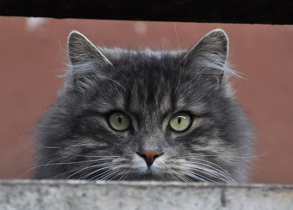 Gris esponjoso gato se sienta en una logia y observa la vida en la calle — Foto de Stock