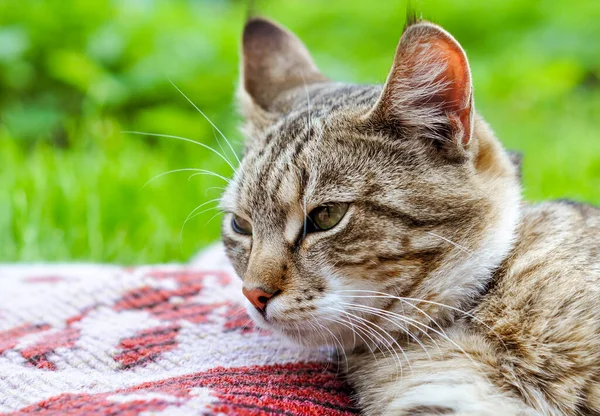 Engraçado dormindo tabby gato no padrão têxtil — Fotografia de Stock