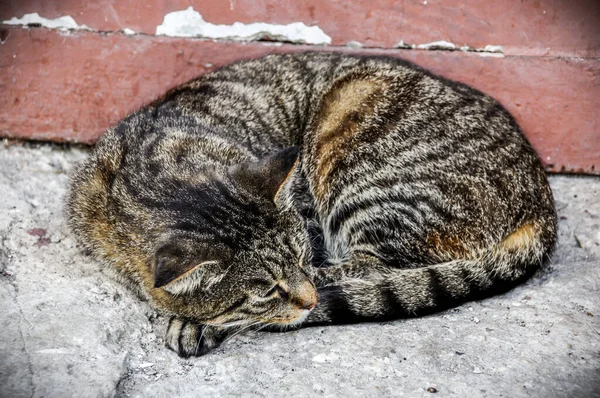 Tabby kot leży śpiący na schodach na ganku — Zdjęcie stockowe