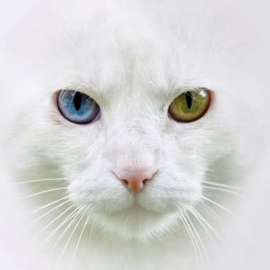 Farklı sürprizlerle dolu kedi renkli gözler portresi