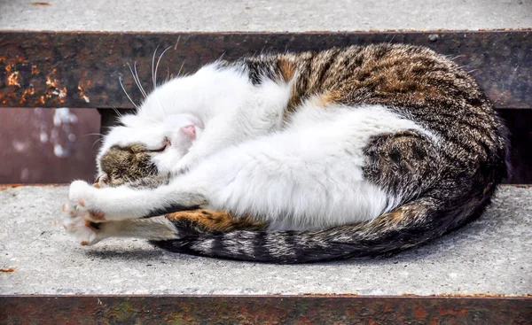 Tabby cat lying sleeping on the stairs by the porch — Stock Photo, Image