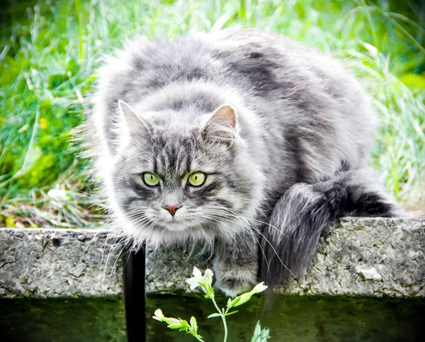 Dumanlı gri kedi yeşil arka planda oturuyor — Stok fotoğraf