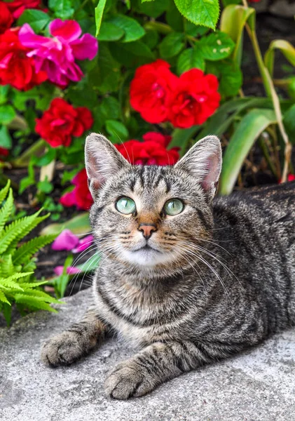 Bahçede kırmızı güllerle oturan Tekir kedisi — Stok fotoğraf