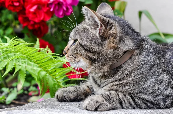 Tabby kot siedzi w ogrodzie z czerwonymi różami — Zdjęcie stockowe