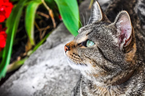 Tabby profil kota z zielonymi oczami zbliżenie portret — Zdjęcie stockowe