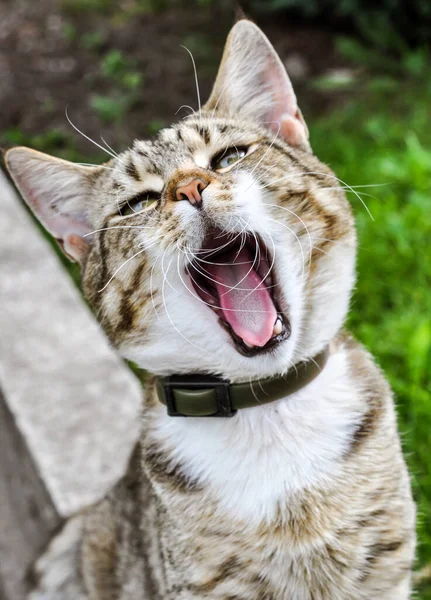 Tabby cat yawns open wide your cat s mouth.