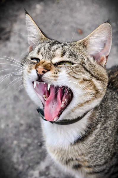 Tekir kedi esniyor ve kedinin ağzını ardına kadar açıyor.. — Stok fotoğraf