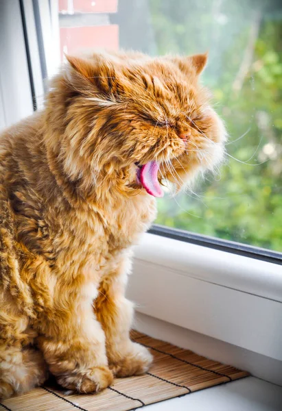 Kırmızı kedi esniyor ağzını pencere eşiğinde ardına kadar açıyor.. — Stok fotoğraf
