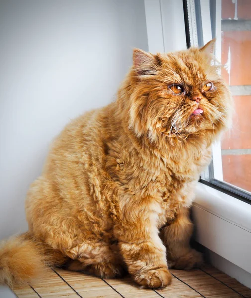 Le chat rouge regarde par la fenêtre. — Photo