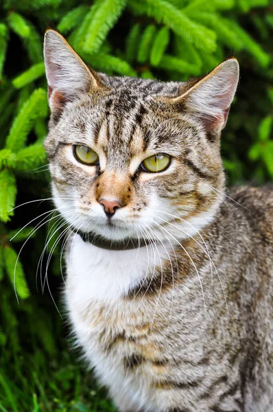 Tabby Cat à l'extérieur avec col anti-puces en été — Photo