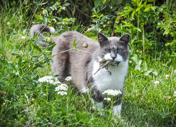 El gato cazó y atrapó un pájaro. El Gato en los dientes sosteniendo presas. —  Fotos de Stock