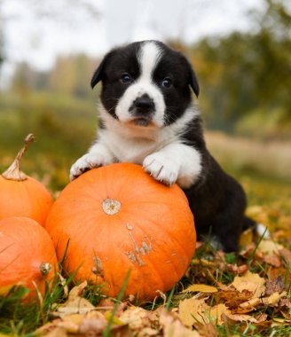 Sonbahar arka planında balkabağı olan Corgi yavru köpeği.