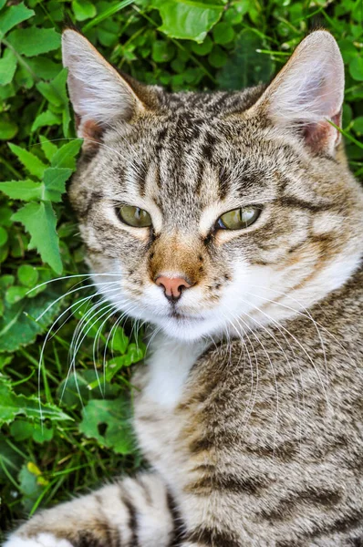 Χαριτωμένο tabby γάτα που βρίσκεται στο πράσινο γρασίδι το καλοκαίρι, top view — Φωτογραφία Αρχείου